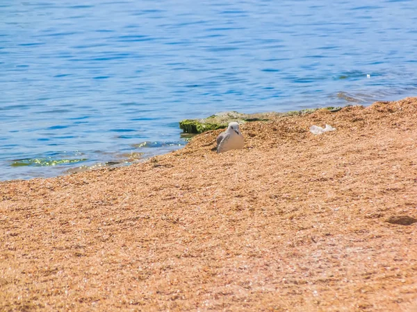 Seagull on the beach — Stock Photo, Image