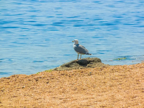 Gaivota na praia — Fotografia de Stock