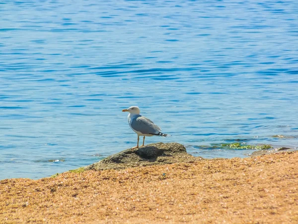 Gaivota na praia — Fotografia de Stock