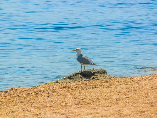 Seagull on the beach — Stock Photo, Image