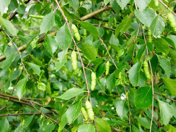 Huş (Betula) ile küpe yaz Şubesi