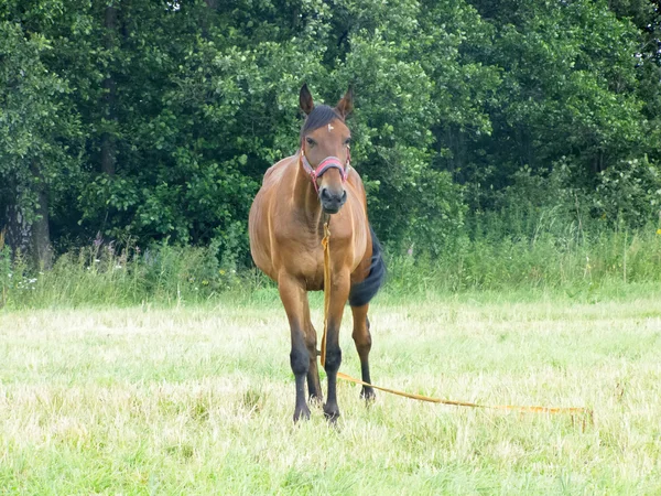 Hästbete på fältet — Stockfoto