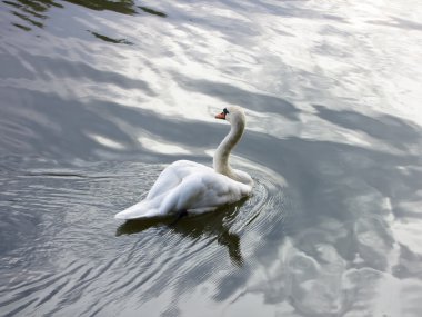 Moskova. Tsaritsyno, Swan gölet Park