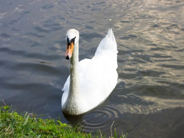 Tsaritsyno parque cisne moscow —  Fotos de Stock