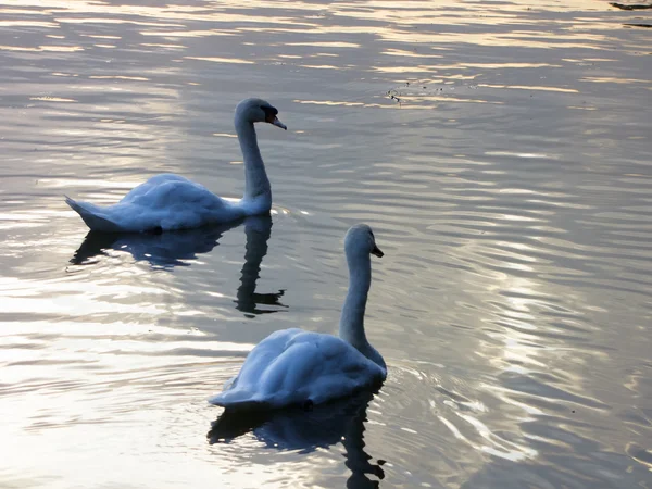 Tsaritsyno park swan Moskva — Stockfoto