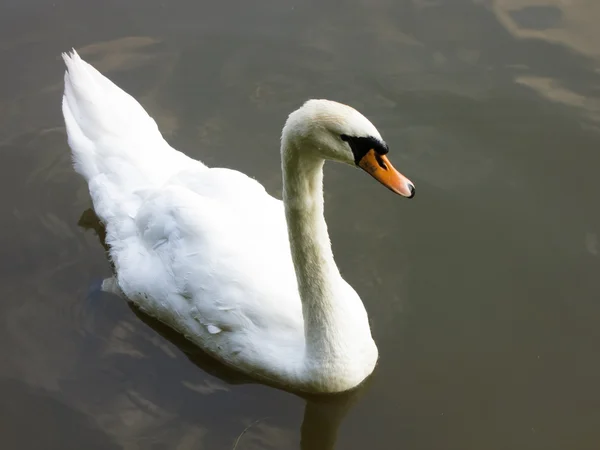 レニノ公園白鳥モスクワ — ストック写真