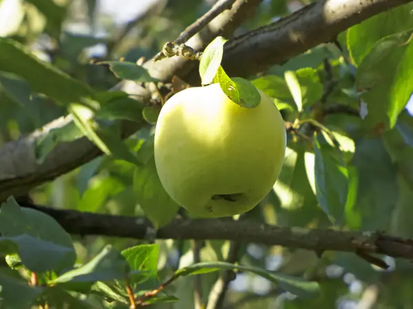 Gałąź jabłka Antonow — Zdjęcie stockowe