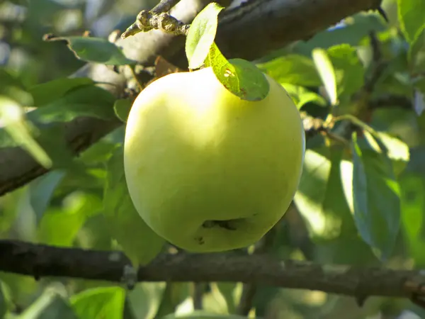 Gałąź jabłka Antonow — Zdjęcie stockowe