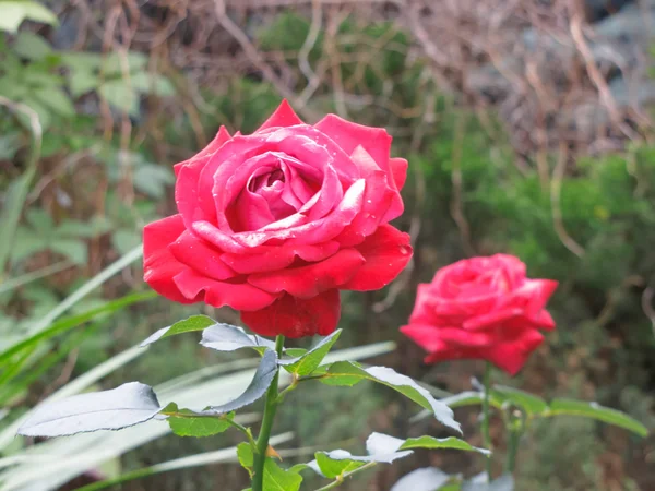 Rosa rossa — Foto Stock