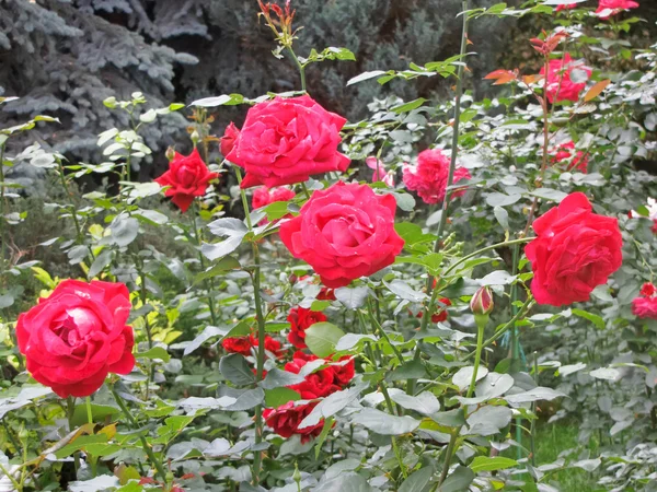 Rosa vermelha — Fotografia de Stock