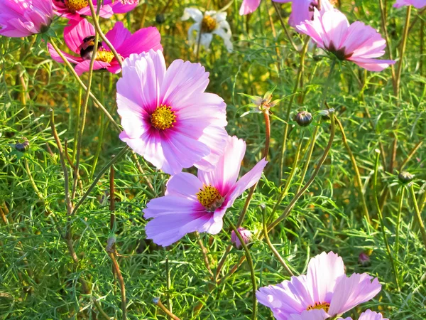 Mosca. Giardino Speziale a Kolomenskoye — Foto Stock