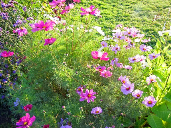 Moscow. Apothecary Garden in Kolomenskoye — Stock Photo, Image