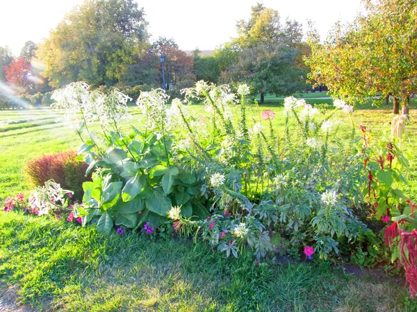 Moscow. Apothecary Garden in Kolomenskoye — Stock Photo, Image