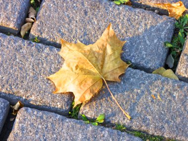 akçaağaç yaprağı