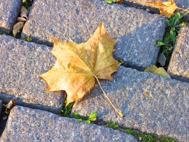 akçaağaç yaprağı