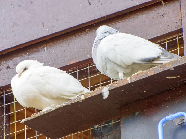 Two doves on the perch — Stock Photo, Image