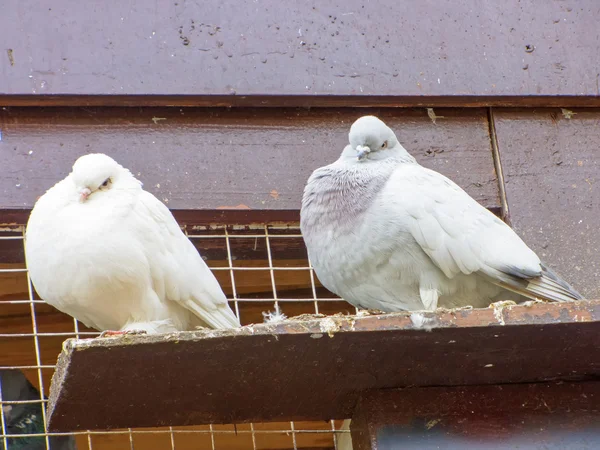 Duas pombas no poleiro — Fotografia de Stock