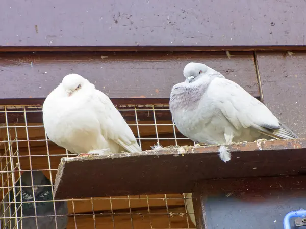 Deux colombes sur la perche — Photo