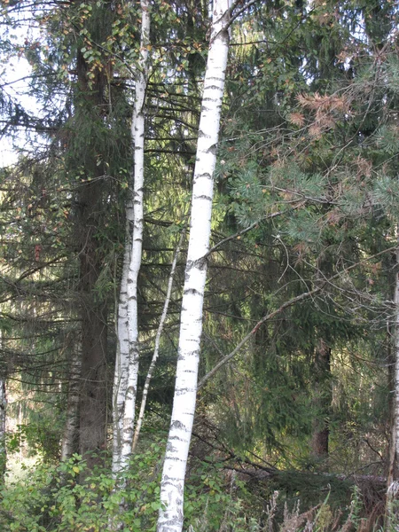 Höstträd i skogen — Stockfoto