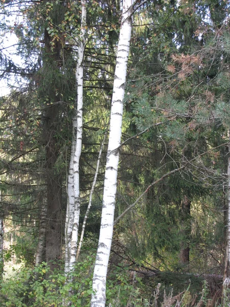 Herbstbäume im Wald — Stockfoto