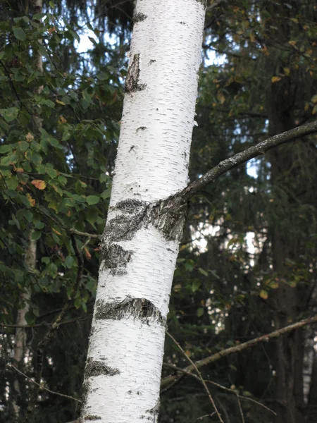 Herfstbomen in het bos — Stockfoto