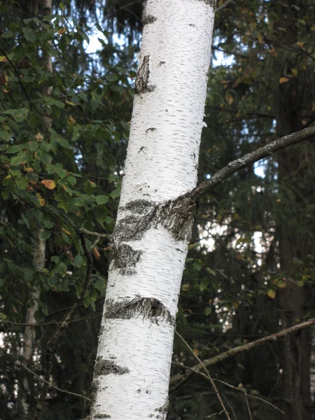 Arbres d'automne dans la forêt — Photo