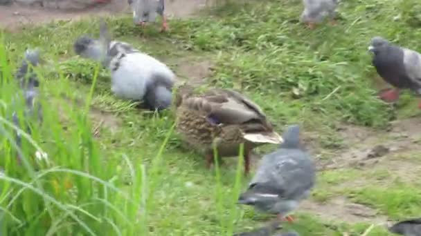Утка с голубями — стоковое видео