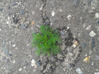 Mikrop Asfalt ile tatili