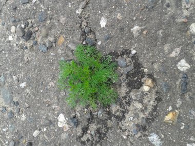 Mikrop Asfalt ile tatili