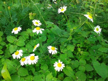 Alan bahçe daisy