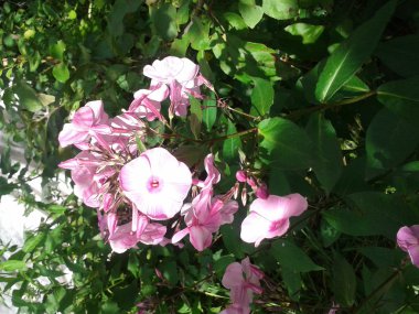 Bahçedeki pembe fenomen.