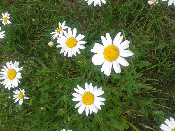 Garden daisy on field — Stock Photo, Image