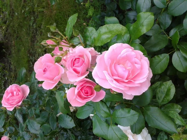 Rosa Rose im Garten — Stockfoto