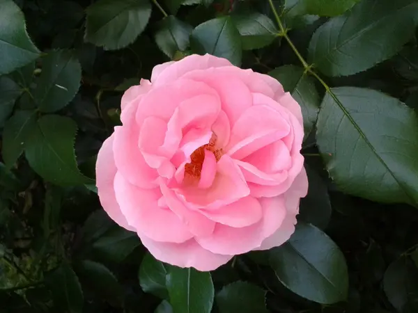 Roze roos in de tuin — Stockfoto