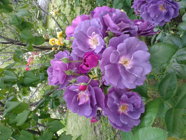 Blühende Wildrose (lat. rosa) — Stockfoto