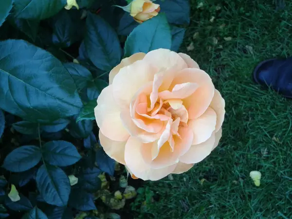 Crème roos in de tuin — Stockfoto