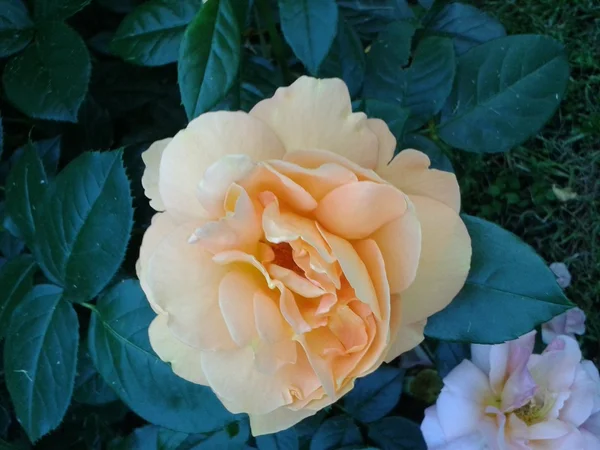 Вершкова троянда в саду — стокове фото