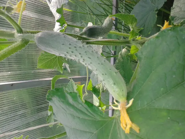 Concombre vert sur une branche — Photo