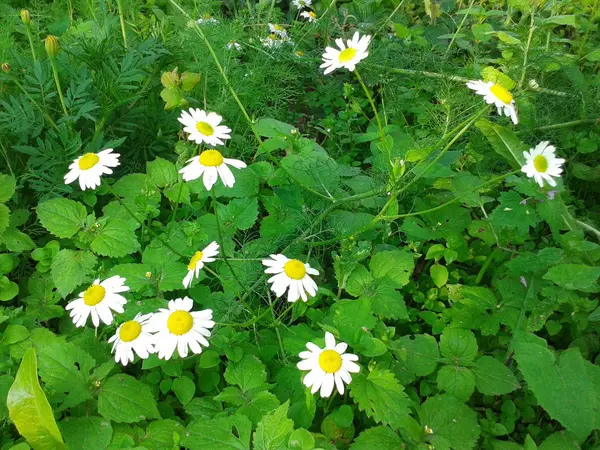 Margherita giardino sul campo — Foto Stock