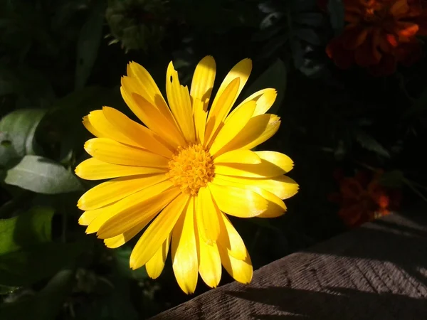 Calendula in giardino — Foto Stock