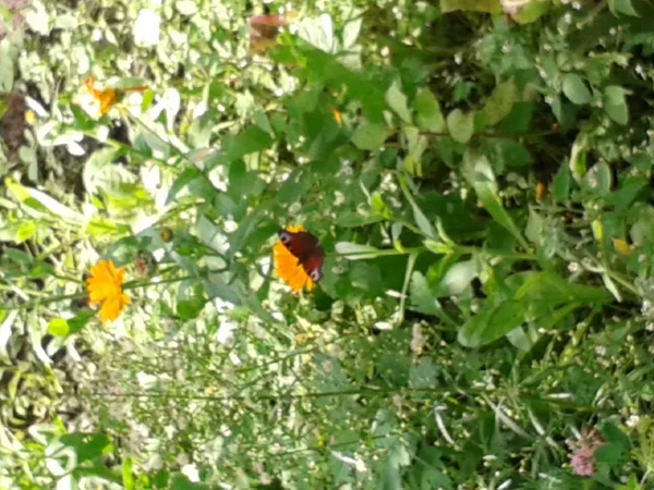 Caléndula en el jardín — Foto de Stock