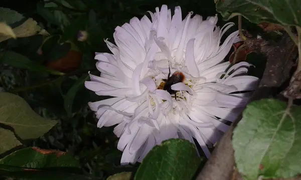 Astri bianchi in giardino — Foto Stock