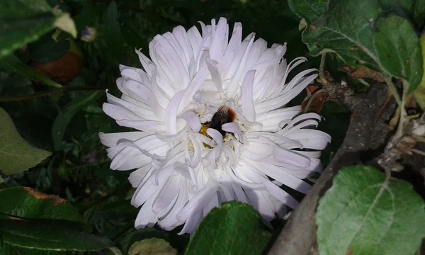 Astri bianchi in giardino — Foto Stock