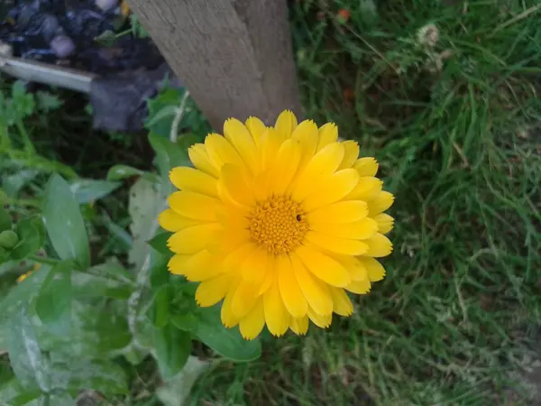 Calendula in giardino — Foto Stock