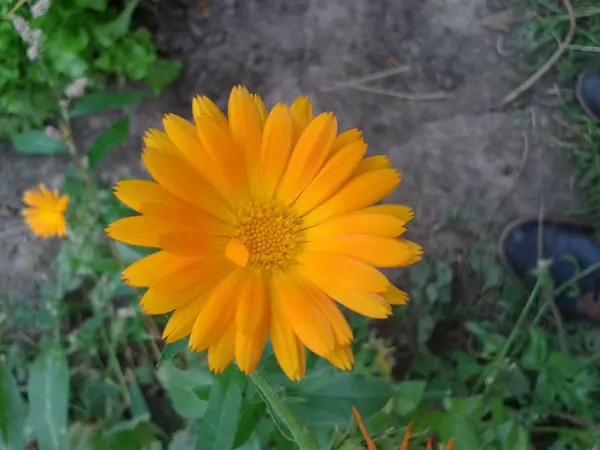 Calendula bahçede — Stok fotoğraf