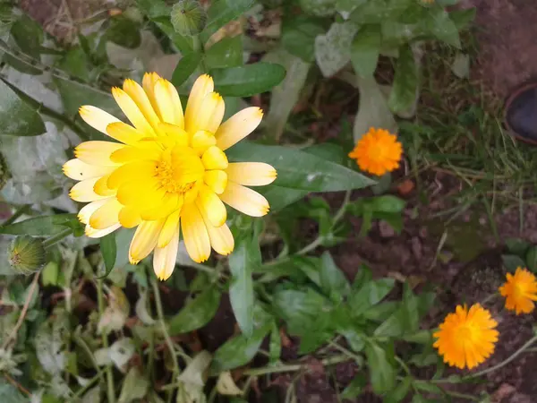 Calendula in giardino — Foto Stock