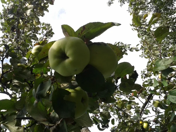 Antonovka-Apfelsorten im Garten — Stockfoto