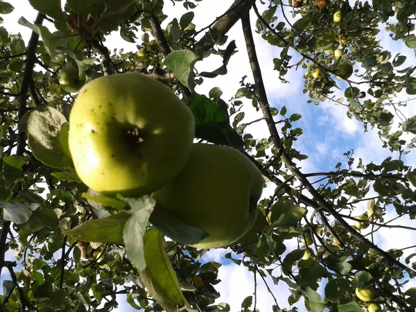 Antonovka ποικιλίες μήλων στον κήπο — Φωτογραφία Αρχείου
