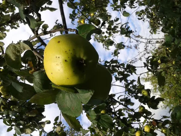 Antonówka odmian jabłoni w ogrodzie — Zdjęcie stockowe