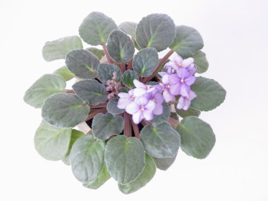 Menekşe beyaz zemin üzerine